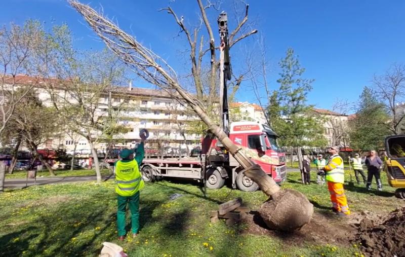 Ginkgo Biloba plantat de primărie în locul stejarului secular din Parcul Eminescu