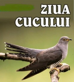 25 Martie 2024 – Ziua Cucului. De ce cântă cucul de Buna Vestire