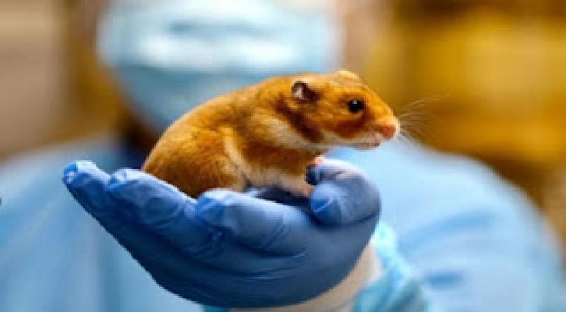 24 aprilie - Ziua mondială a protecției animalelor de laborator