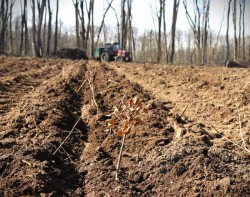 Romsilva va planta în acest an 26 milioane de puieți forestieri și va reîmpăduri peste 340 hectare fond forestier afectate de calamități cu fonduri din PNRR

