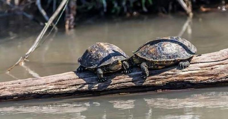 23 mai - Ziua mondială a broaştelor ţestoase