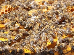 Sărbătoare mare în stupine. 20 mai - Ziua mondială a albinelor