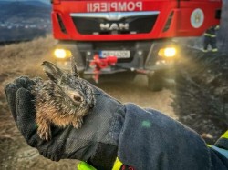 Iepuraș salvat din foc de pompierii arădeni
