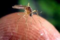 Bolile transmise prin vectori în atenția DSP Arad. Virusul West Nile transmis prin înțepătura țânțarilor a provocat 17 decese în România în ultimii 2 ani