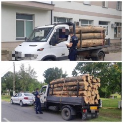 Depozitele și transportatorii de material lemnos luați la bani mărunți de polițiștii arădeni. 40 mc de lemn confiscat