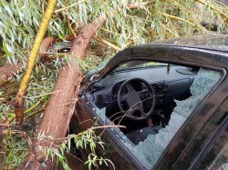 Un copac a căzut pe o mașină în mers pe DN 7 în zona localității Milova. Traficul a fost blocat pe ambele sensuri