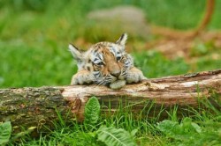 29 iulie - Ziua Internaţională a Tigrului, (International Tiger Day)
