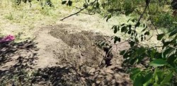Nu s-a mai întors acasă de la petrecere. Omorât și îngropat în curtea nașului său
