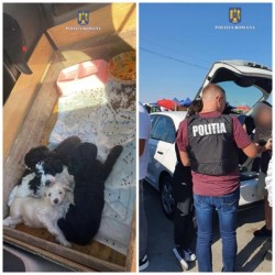 Control într-o piață din Arad la comercianții de animale. Polițiștii au aplicat 33 de amenzi