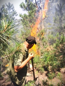 Pădurile României în flăcări. De peste 7 ori mai multe incendii în primul semestrru al acestui an comparativ cu perioada similară a anului trecut în fondul forestier administrat de Romsilva