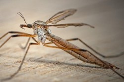 20 august – Ziua Mondială a Țănțarilor, ucigașii numărul 1 ai planetei