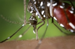 Primul român ucis de țânțari. Trei suceveni de peste 80 de ani, diagnosticați cu meningită cu virusul WEST NILE, iar unul dintre ei a decedat

