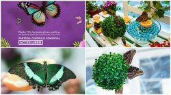 Expoziție de fluturi tropicali vii la Atrium Mall