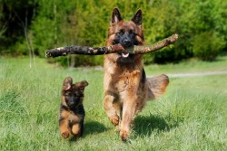 26 august - Ziua Internațională a Câinelui. Canis lupus familiaris este una dintre subspeciile lupului cenușiu

