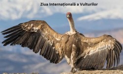 3 septembrie - Ziua Internațională a Vulturilor

