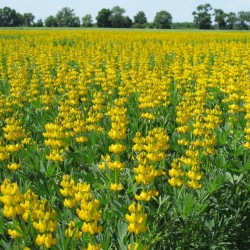 Cooperativa Agricolă Agro Mureşana din Arad investeşte 1,2 milioane euro pentru a produce făină de lupin, o leguminoasă rudă cu mazărea

