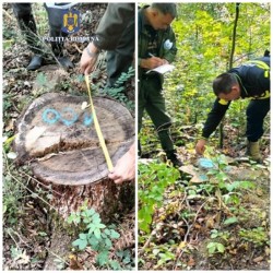 Din când în când mai pică și câte un fraier…căci rechinii n-au nicio treabă. Controale ale polițiștilor protecției fondului forestier

