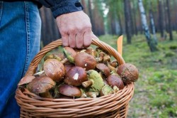 Creștere alarmantă a intoxicațiilor cu ciuperci culese din pădure
