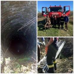 Câine căzut într-o fântână adâncă, salvat de pompierii din Ineu