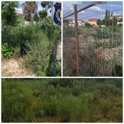 Războiul polițiștilor locali arădeni cu ambrozia făr de sfârșit. Amenzi usturătoare pentru cei ce n-au extirpat buruiana