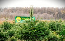 Romsilva oferă la vânzare peste 18 de mii de pomi de Crăciun 
în sezonul sărbătorilor de iarnă. Restul românilor se vor descurca cum pot
