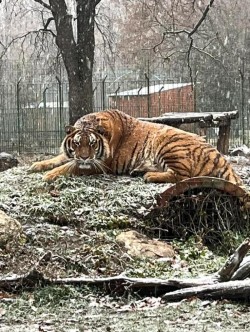 Bărbat omorât de un tigru la un Zoo din România
