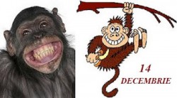 Azi este permisă maimuțăreala! 14 decembrie - Ziua Maimuței