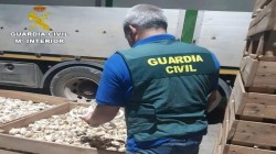 Nici usturoi n-a mâncat, nici gura nu-i miroase! Șase români au aplicat schema „Usturoiul” în Spania și au dat un „tun” de 600.000 de euro

