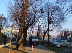 Lucrări de toaletare a arborilor pe Bulevardul Vasile Milea – Recomandări pentru participanții la trafic


