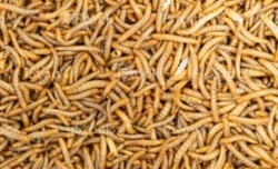 UE a aprobat utilizarea de viermi de făină în alimente

