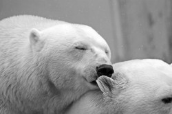 27 februarie – Ziua Internațională a Ursului Polar. Odată cu încălzirea Oceanului Arctic, urșii polari se confruntă cu provocări enorme

