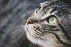 Gelos pe atenția ce-i acorda pisicii, un semlecan și-a luat la bătaie concubina