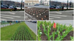 Primarul Bibarț: “Bucurați-vă de frumusețea și gingășia florilor, dar nu le rupeți!”
