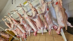 Rezultatele controalelor sanitare veterinare și pentru siguranța alimentelor, efectuate în perioada premergătoare Sărbătorilor Pascale, pentru prevenirea toxinfecțiilor alimentare 
 
