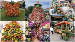 FlorAr 2025. Expoziție de flori în Piața Catedralei din Arad