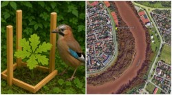 Micii stejari ai Mureșului au nevoie de noi