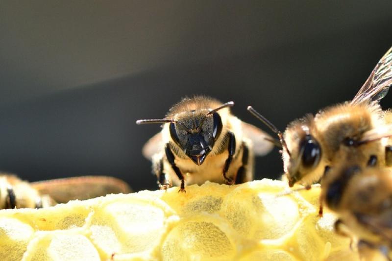 Pesticidele, principalul ucigaș al albinelor. 20 mai - Ziua mondială a albinelor