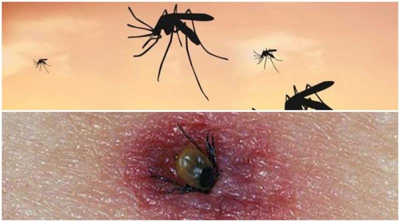 Țânțarii și căpușele vă pot îmbolnăvi! Protejați-vă de înțepăturile sau mușcăturile acestora! Informare privind prevenirea bolilor transmise prin vectori
