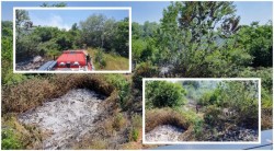 Incendiu de vegetație uscată la intrarea în pădurea Ceala, lichidat de pompieri

