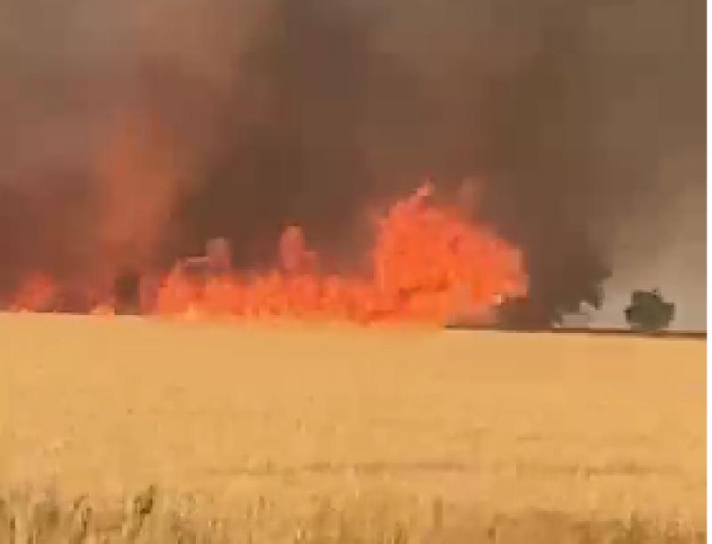 Mobilizare impresionantă de forțe pentru stingerea unui incendiu izbucnit la un lan de grâu lângă Pecica