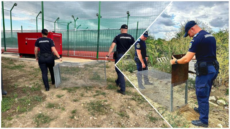Trei pui de vulpe capturați din curtea Liceului Baptist din cartierul Aradul Nou în urma unui apel la 112