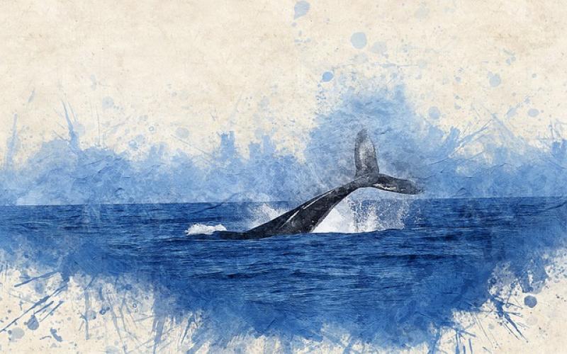 23 iulie - Ziua Mondială a balenelor şi delfinilor


