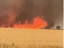 Mobilizare impresionantă de forțe pentru stingerea unui incendiu izbucnit la un lan de grâu lângă Pecica
