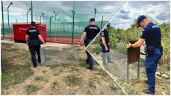 Trei pui de vulpe capturați din curtea Liceului Baptist din cartierul Aradul Nou în urma unui apel la 112