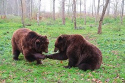 Un tânăr din Pilu a ținut în captivitate doi pui de urși! Deși i-a eliberat după 5 luni, acesta a fost reținut pentru deținerea de animale sălbatice fără drept 

