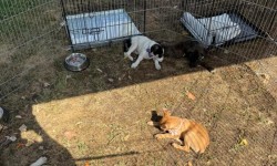 Târg de adopție canină, ediția a III-a, la Open Boulevard


