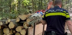 Au venit din Timiș să fure lemne din pădurile județului Arad. Au fost însă depistați în flagrant delict