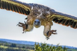 3 septembrie - Ziua Internațională a Vulturilor