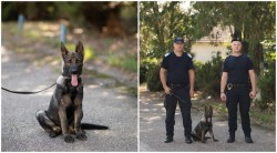 Inspectoratul de Jandarmi Arad anunță cooptarea unui nou membru în echipa canină