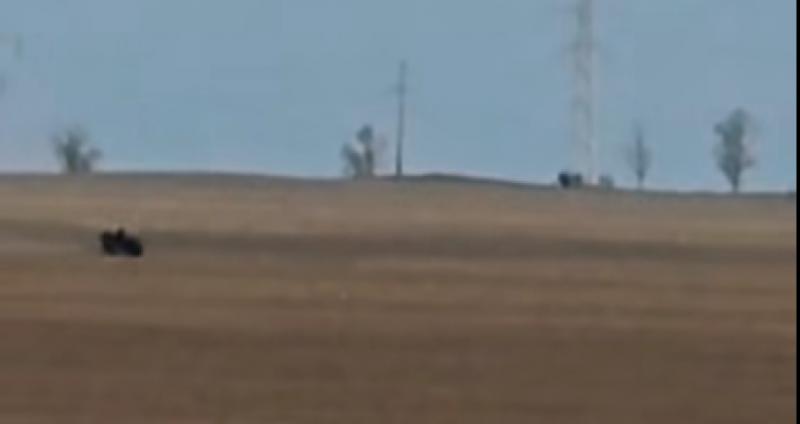 Braconaj cu ATV-ul la Vinga! Căprior urmărit și lovit